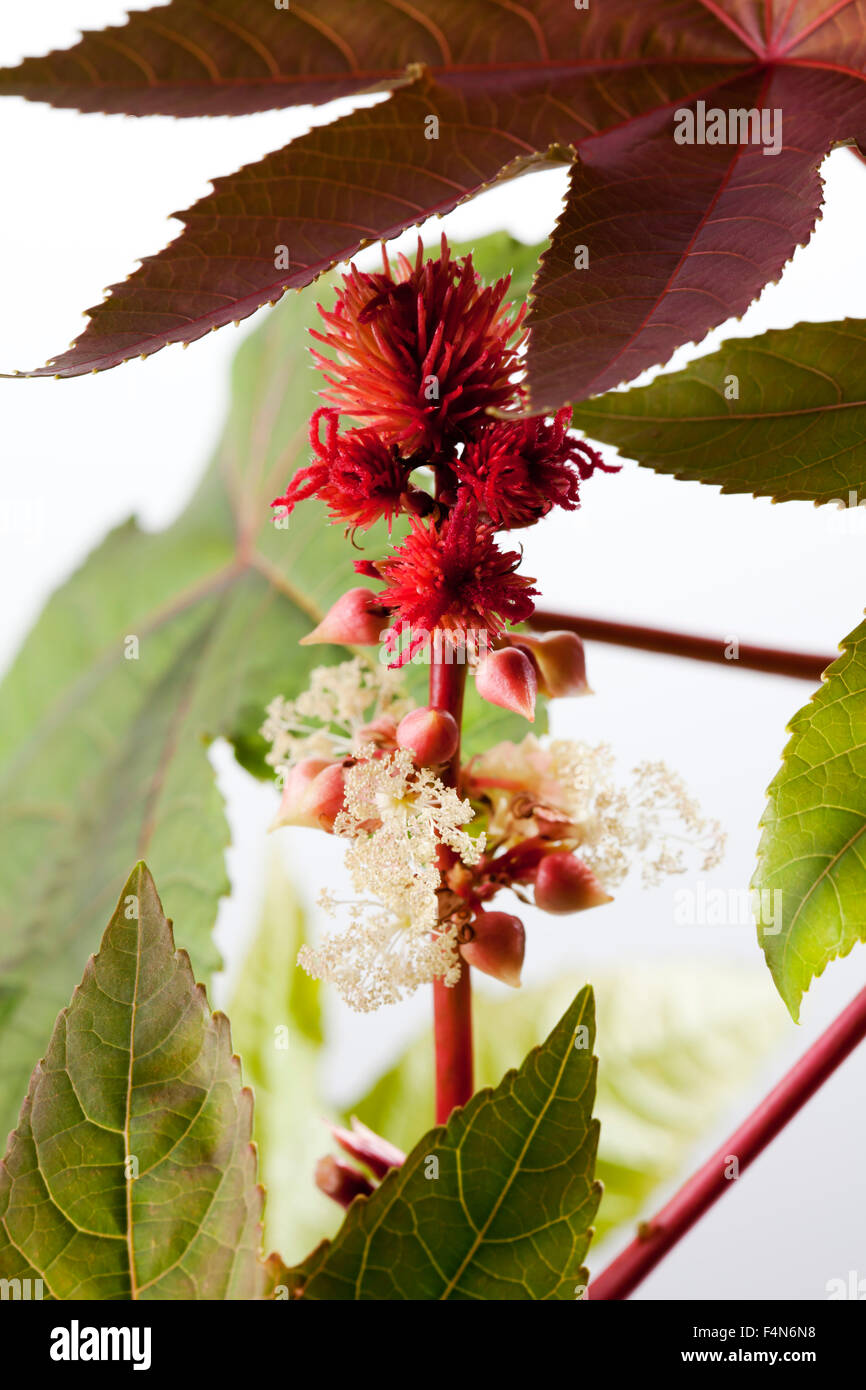 Wunderbaumes Ricinus Communis, Blüten, Früchte Stockfoto