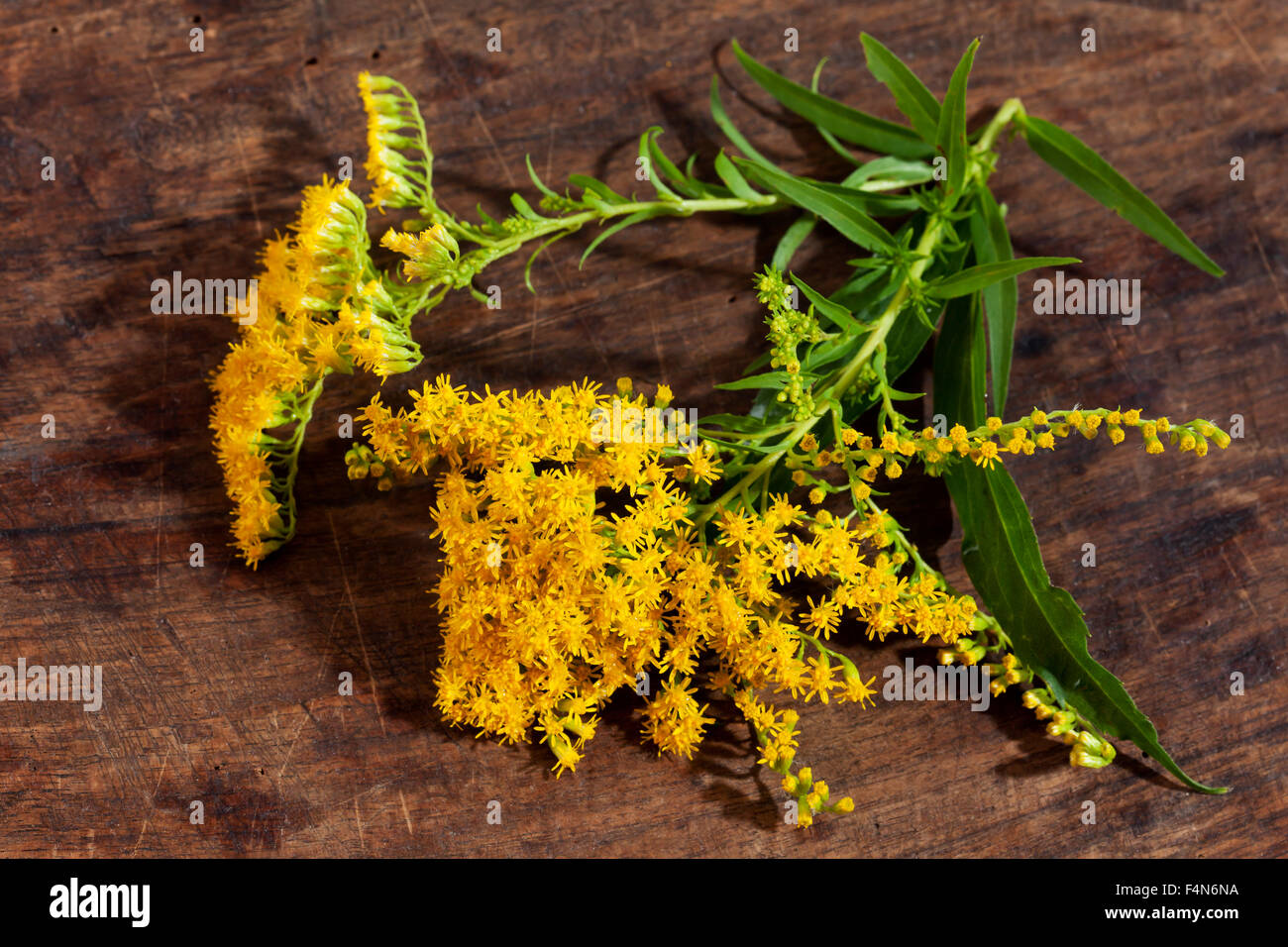 Goldrute Solidago, Blüten, Heilpflanze Stockfoto