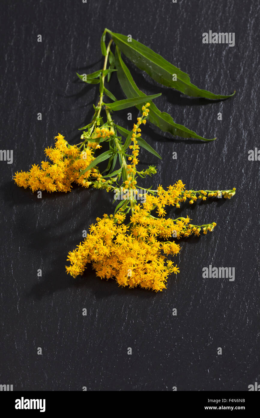 Goldrute Solidago, Blüten, Heilpflanze Stockfoto