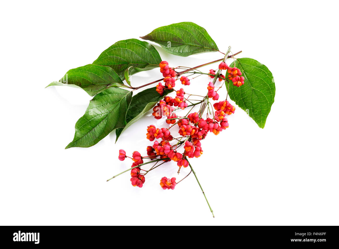 Rote Beeren und Blätter der Europäischen Spindel Baum vor weißem Hintergrund Stockfoto