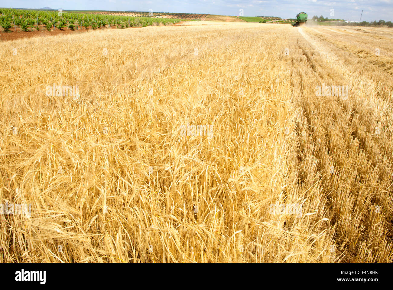 Grün Mähdrescher an ein Gerstenfeld mit einem blauen bewölkten Himmel. Frühling an der Region Tierra de Barros, Spanien Stockfoto