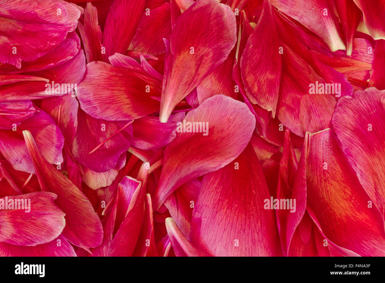 Blume Blütenblätter Hintergrund Stockfoto
