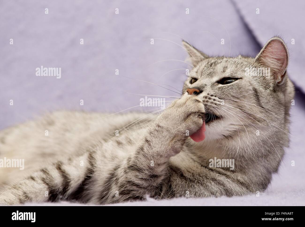 Porträt von entspannte Katze Stockfoto