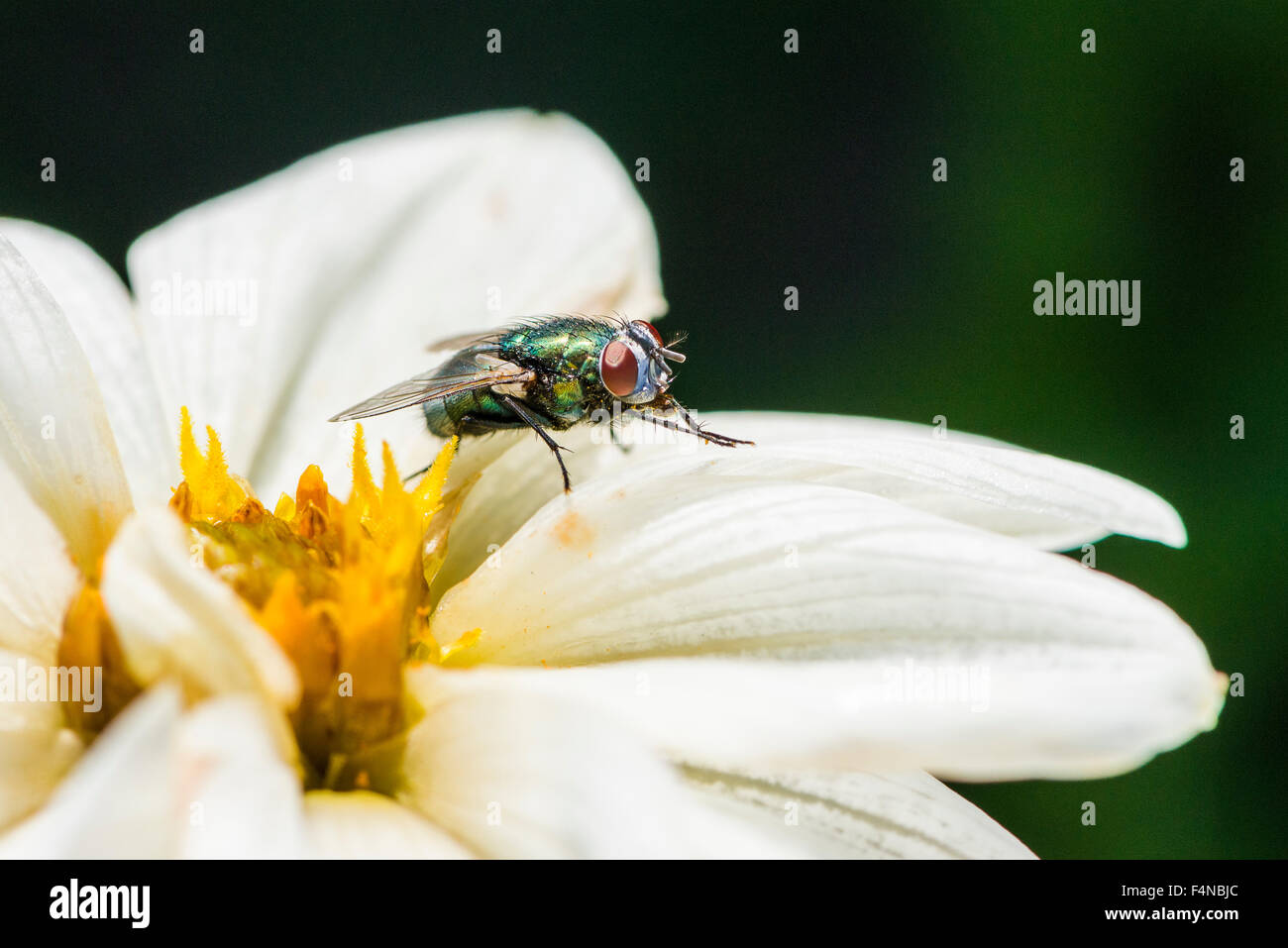 Eine weibliche Schmeißfliege (lucilia) ist das Sammeln von Nektar aus einer dahlie (Asteraceae) Blüte Stockfoto