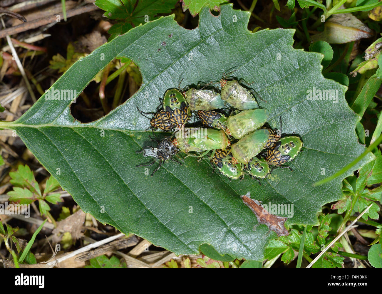 Übergeordneten Bug - Elasmucha Grisea, Teneral Erwachsene & endgültige Instar Nymphen auf grau-Erle Blatt Stockfoto