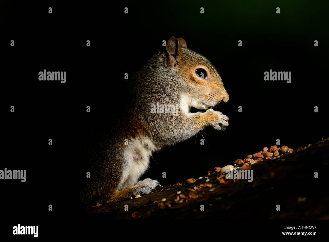Essen grau Eichhörnchen vor schwarzem Hintergrund Stockfoto