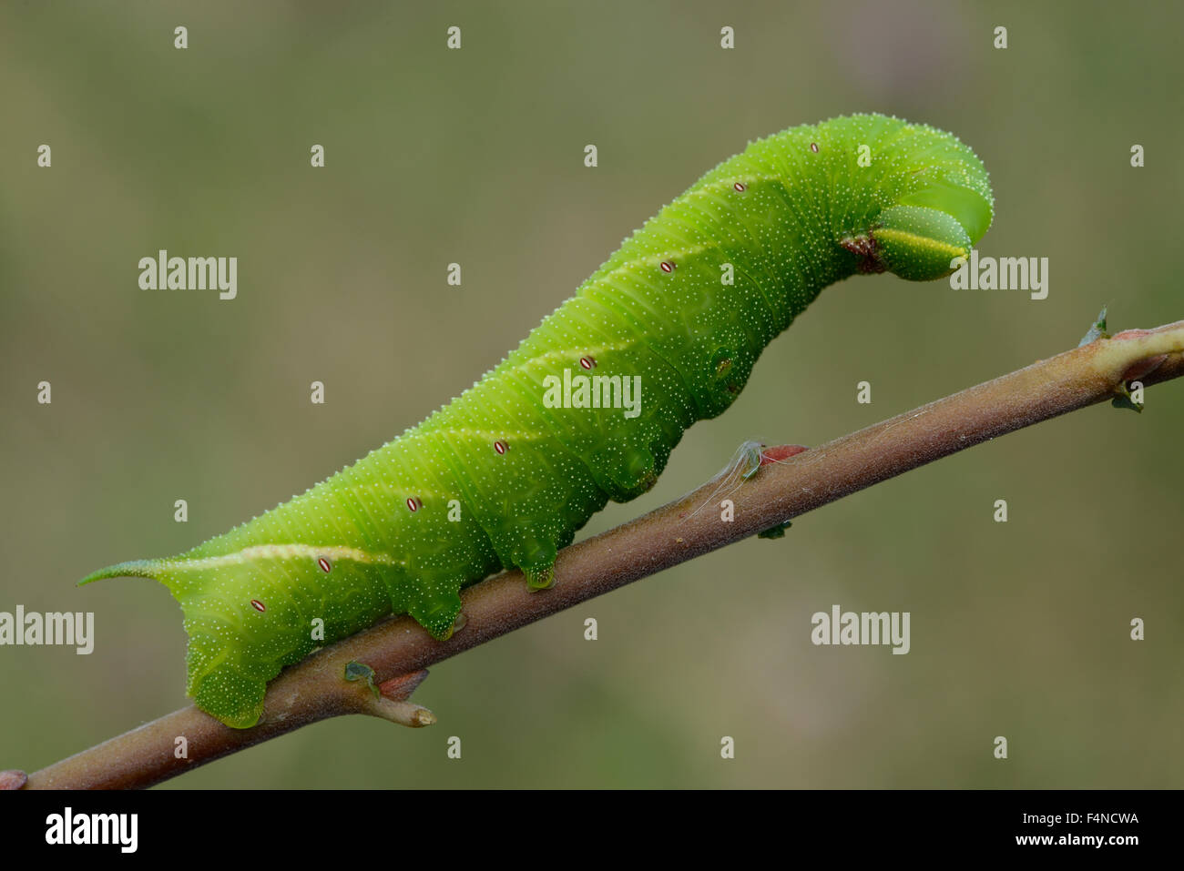 Caterpillar eyed Hawk-Moth auf einem Zweig Stockfoto