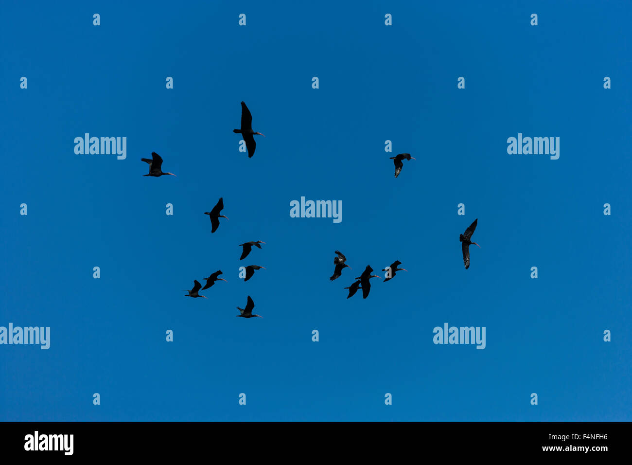 Österreich, Salzburger Land, Herde des Waldrapps vor blauem Himmel Stockfoto