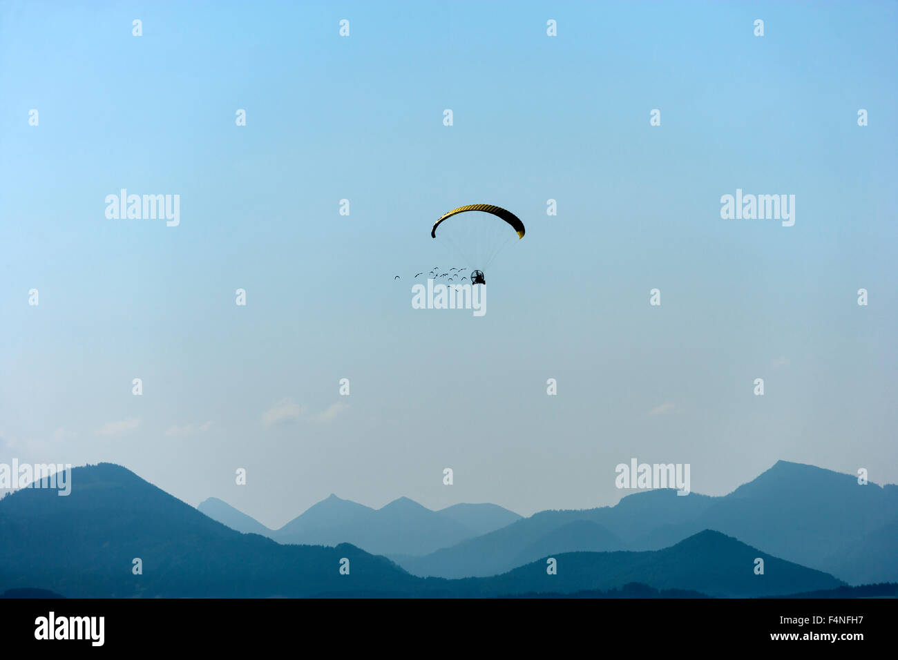 Österreich, Salzburger Land, Herde des Waldrapps nach Gleitschirm Stockfoto