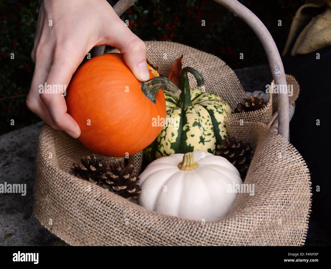 Platzieren einen helles orange Zucker Kürbis in einen hessischen gesäumte Korb mit anderen Herbst Kürbisse Stockfoto