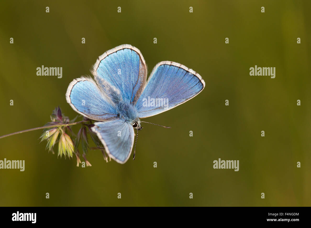 Adonis blue Polyommatus Bellargus, Männlich, gelegen am St. Meyme de Rozens, Frankreich im Mai. Stockfoto