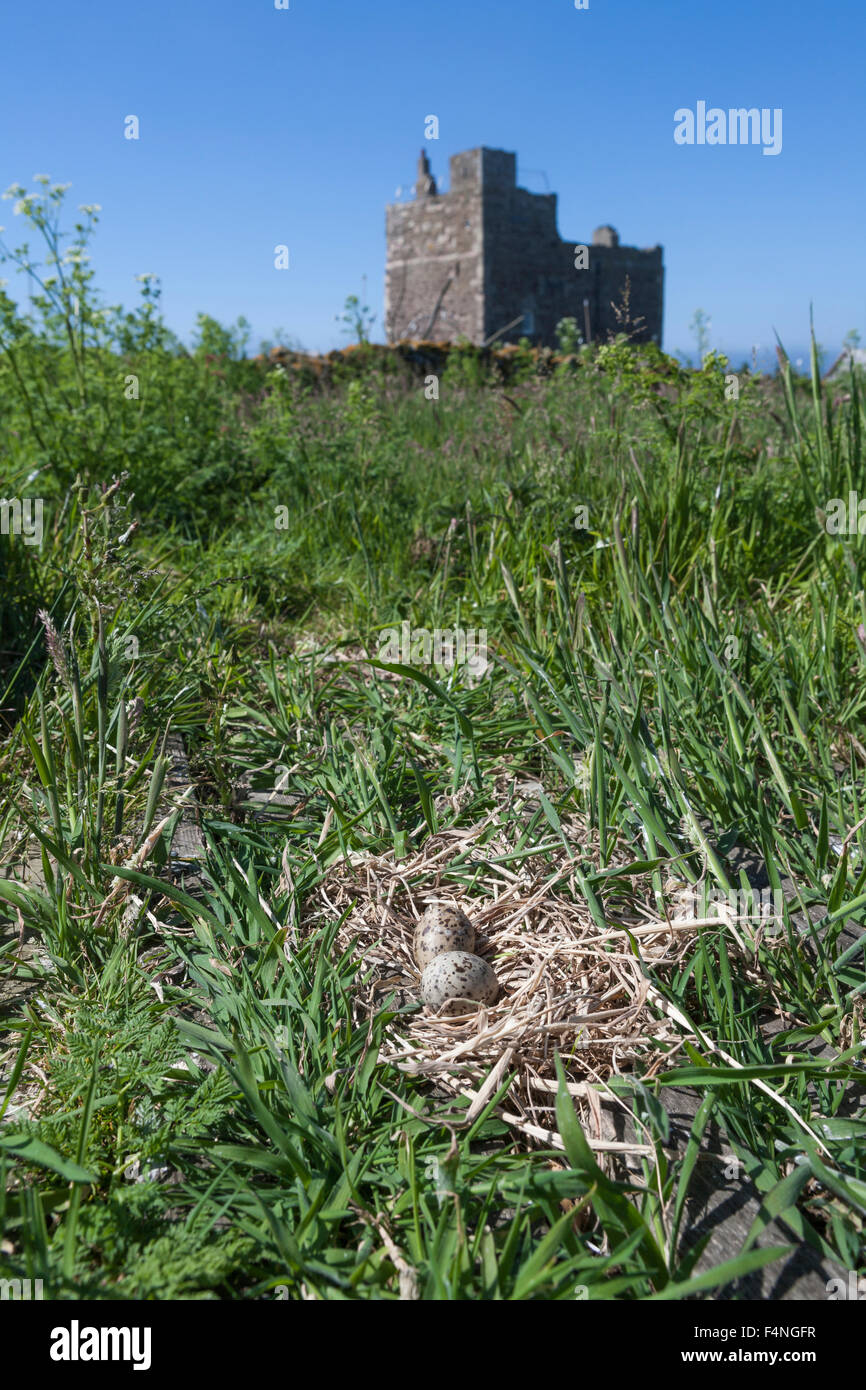 Küstenseeschwalbe Sterna Paradisaea, zwei Eiern in exponierten Nest vor St. Cuthbert Kapelle, Inner Farne, UK im Juni. Stockfoto