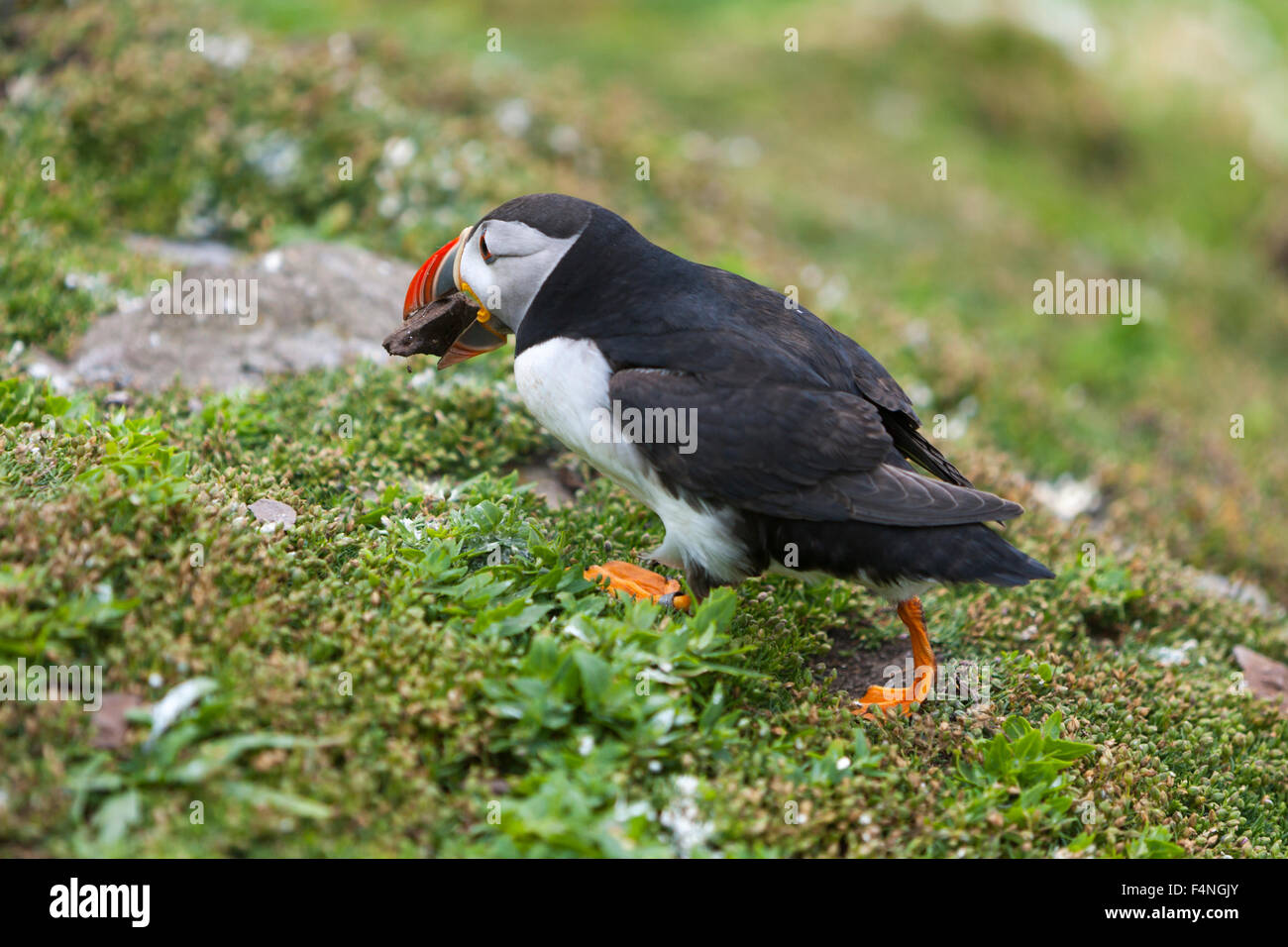 Atlantic Papageitaucher Fratercula Arctica, Erwachsene, mit Stein, Skellig Rock groß, County Kerry, Irland im Juli. Stockfoto