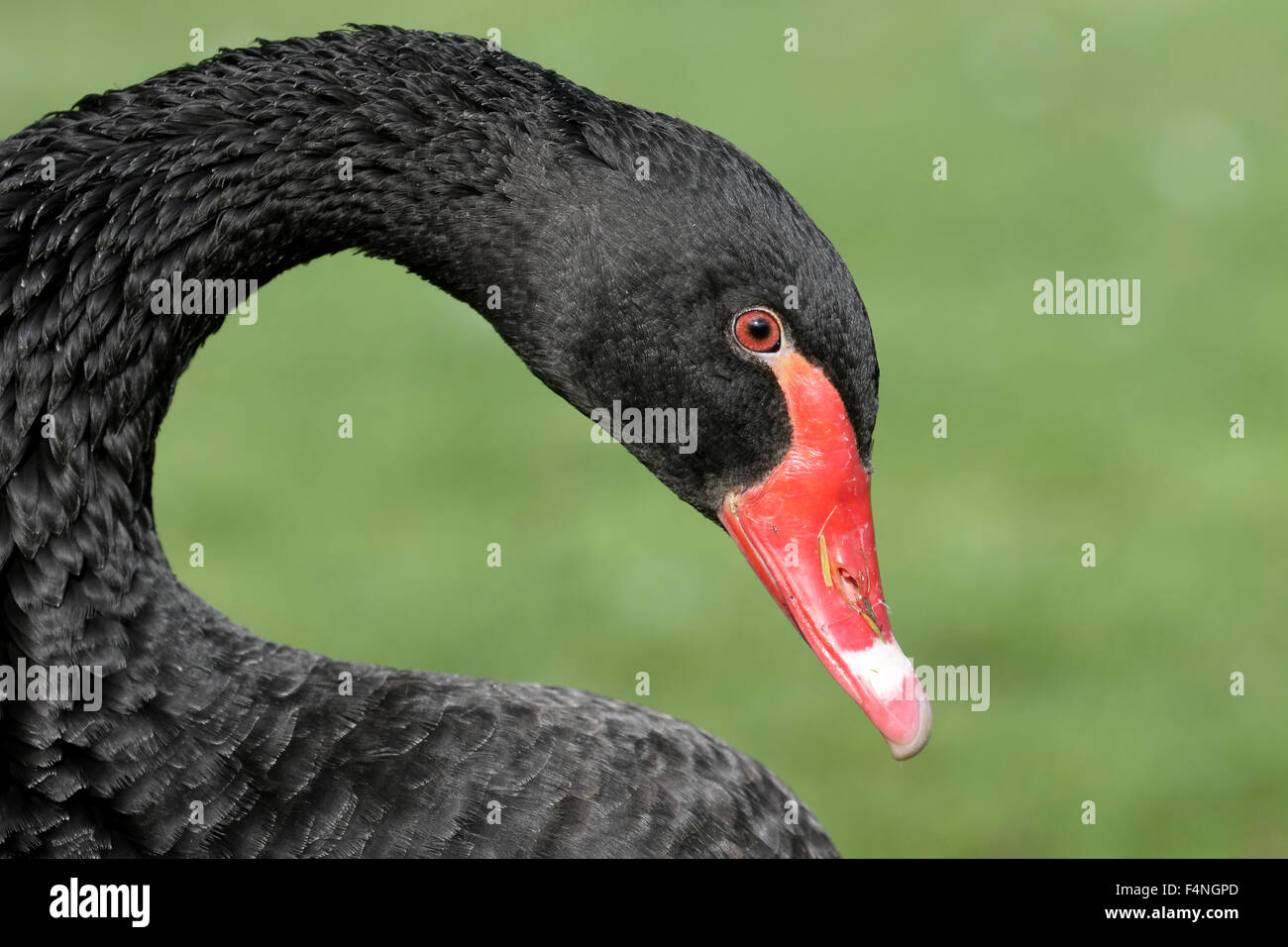 Schwarzer Schwan, Cygnus olor, einziger Vogelkopf geschossen, gefangen, Oktober 2015 Stockfoto