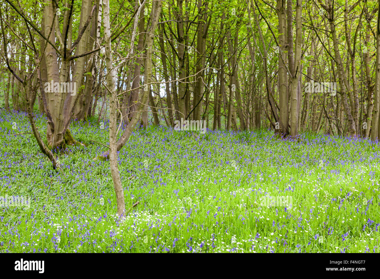 Bluebells und andere Wildblumen in Wäldern, Callow Holz, Derbyshire, Peak District, England, Großbritannien Stockfoto