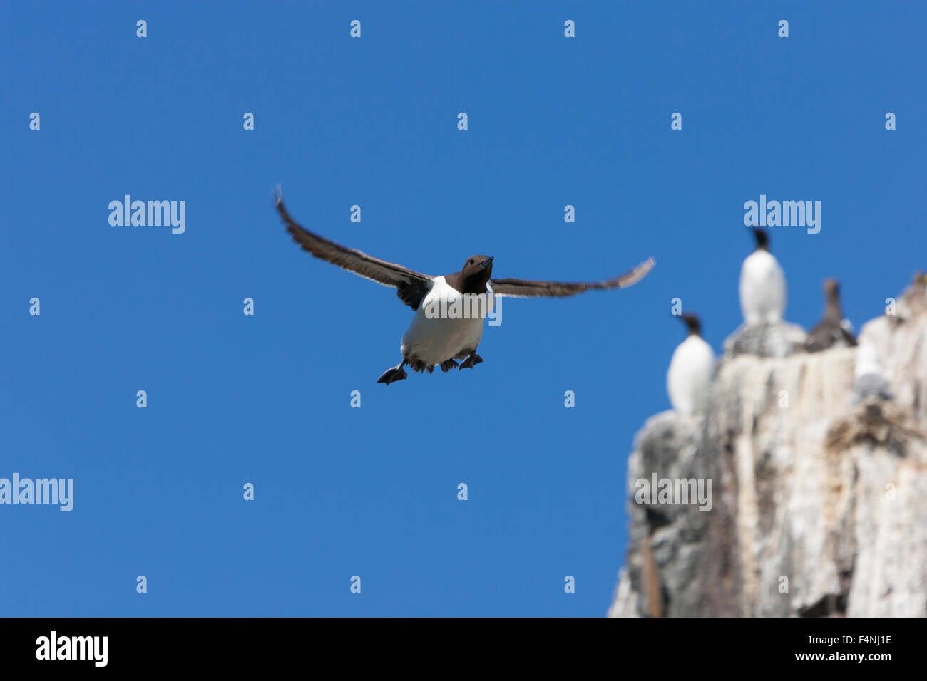 Gemeinsamen Guillemot Uria Aalge, Erwachsene, auf der Flucht vor der Klippe Kolonie, Inner Farne, Northumberland, England im Juni. Stockfoto