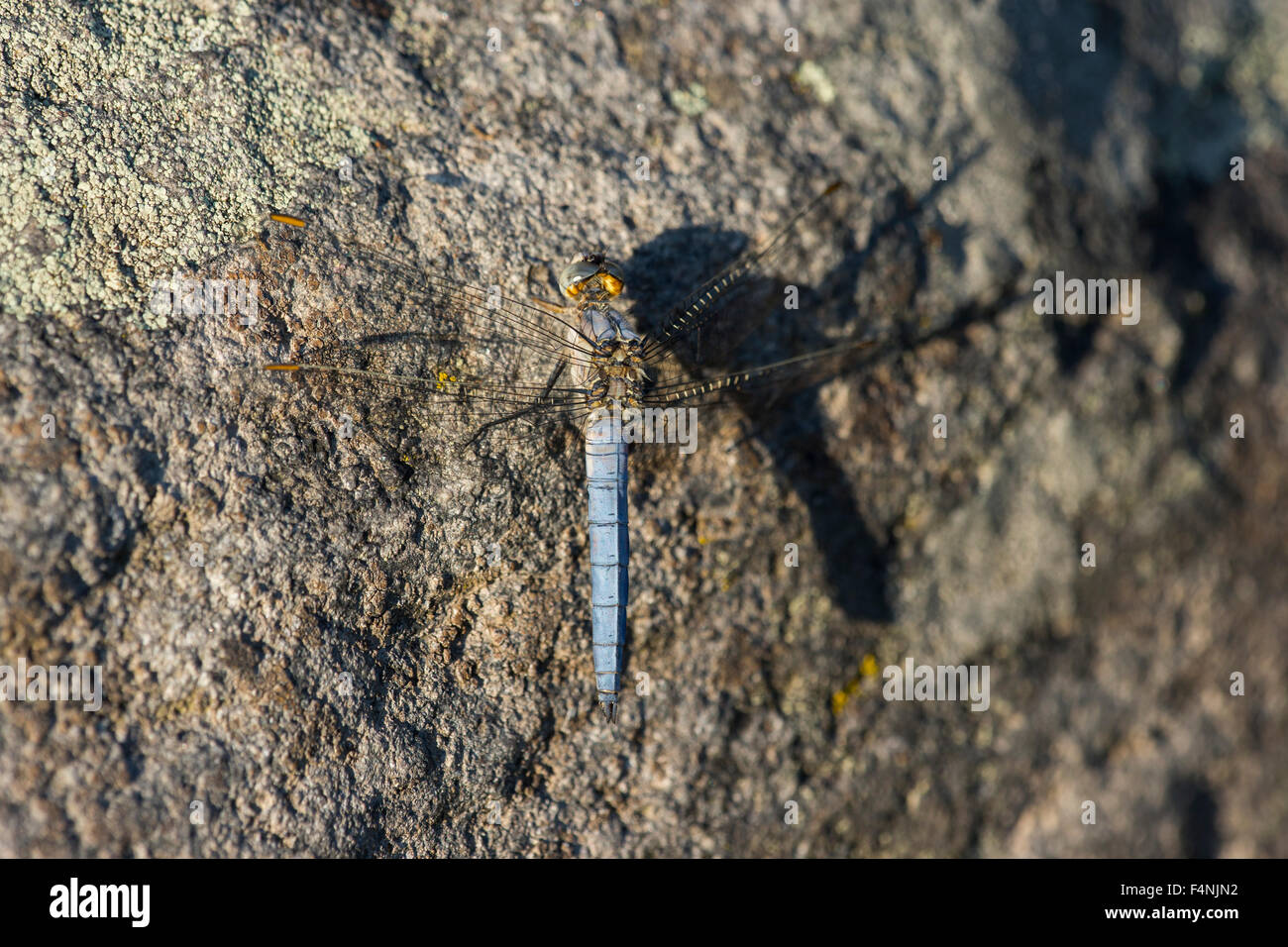 Gekielte Abstreicheisen Orthetrum Coerulescens, Erwachsene, thront auf Flechten bedeckten Felsen mit langen Schatten, Farm Lator, Ungarn im Juni. Stockfoto