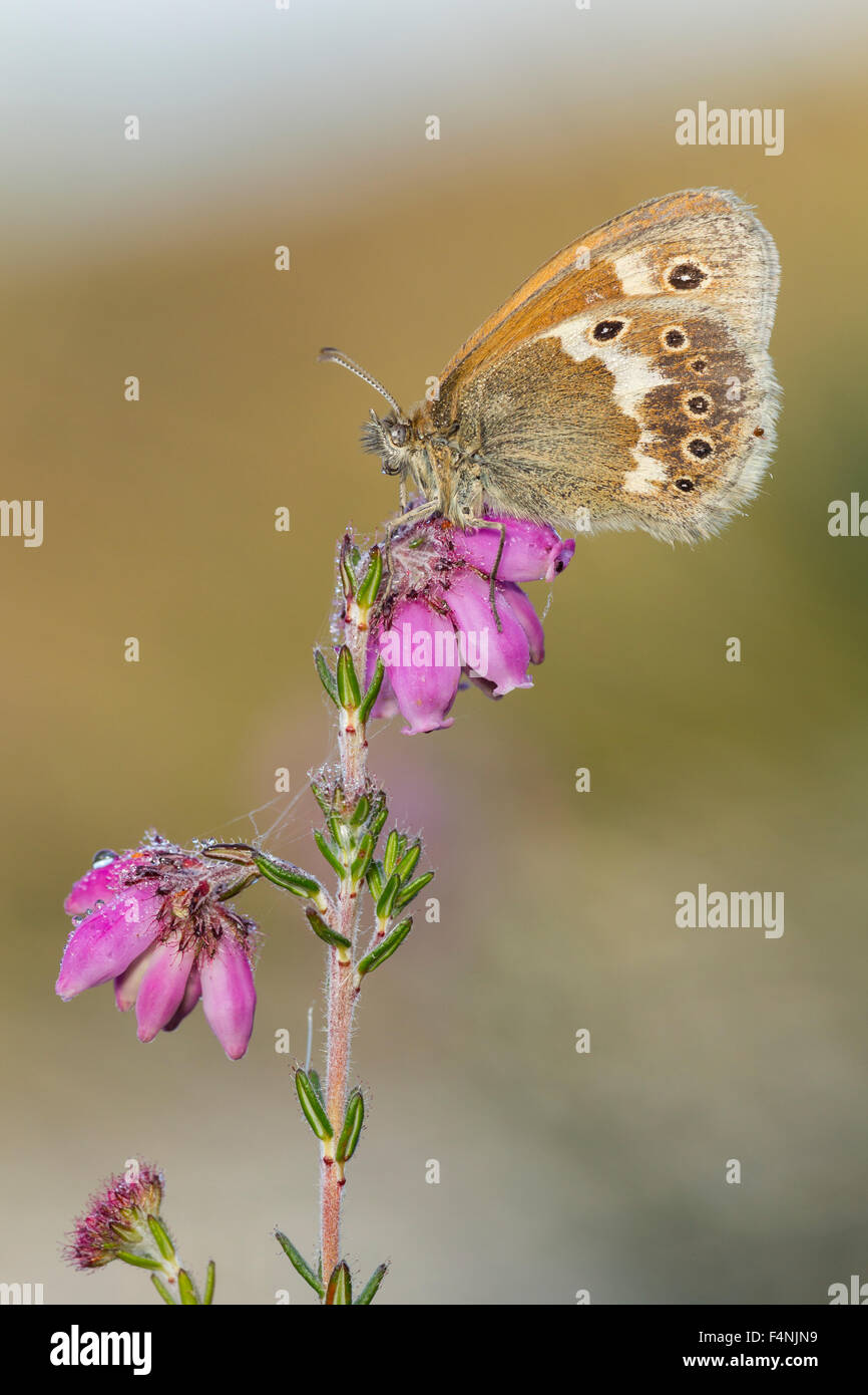 Große Heide Coenonympha Tullia Davus, Imago, Schlafplatz auf Glockenheide, Meathop Moos, Cumbria, England im Juli. Stockfoto