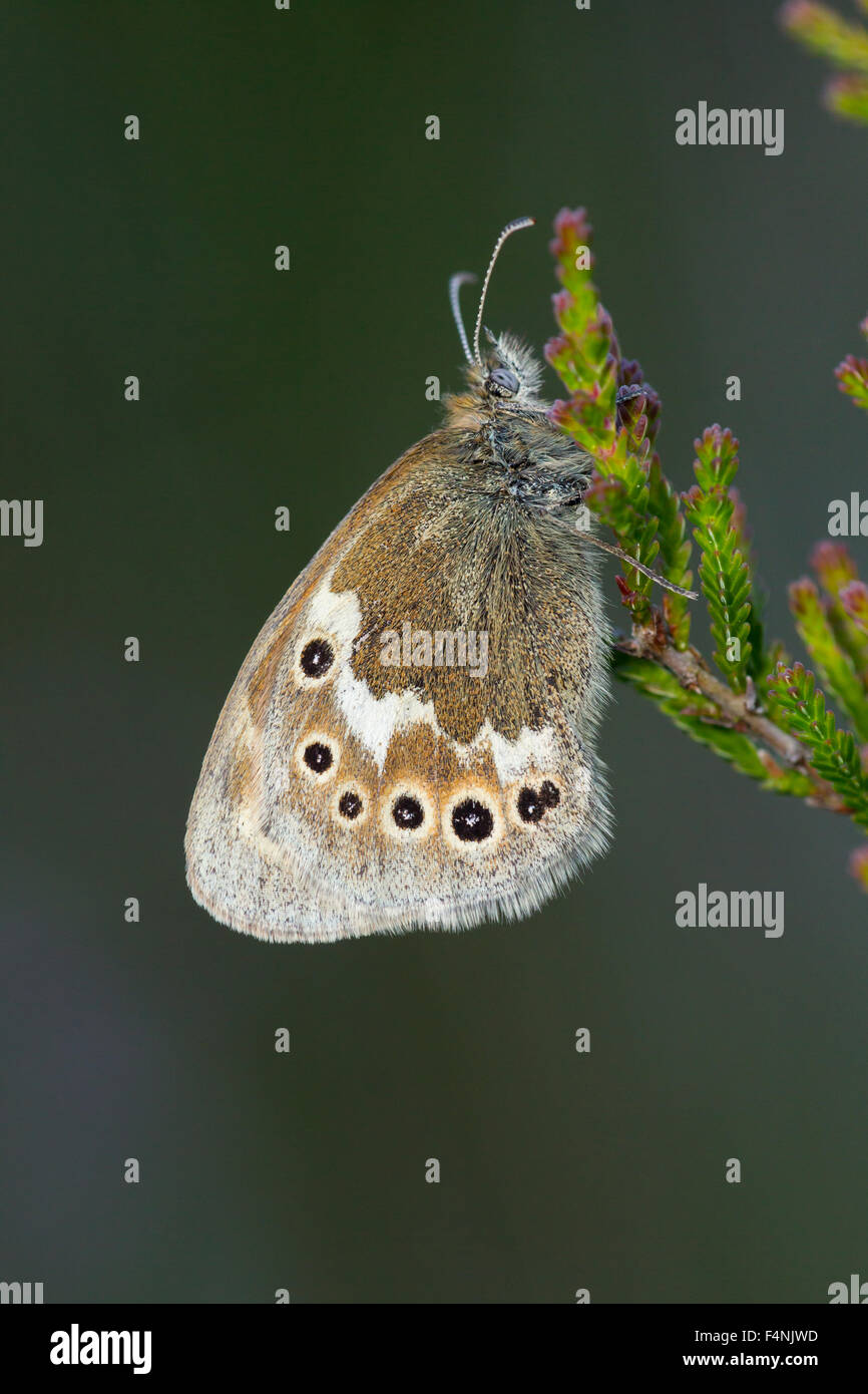 Große Heide Coenonympha Tullia Darvus, Imago, Schlafplatz auf Heidekraut, Meathop Moos, Cumbria, England im Juli. Stockfoto