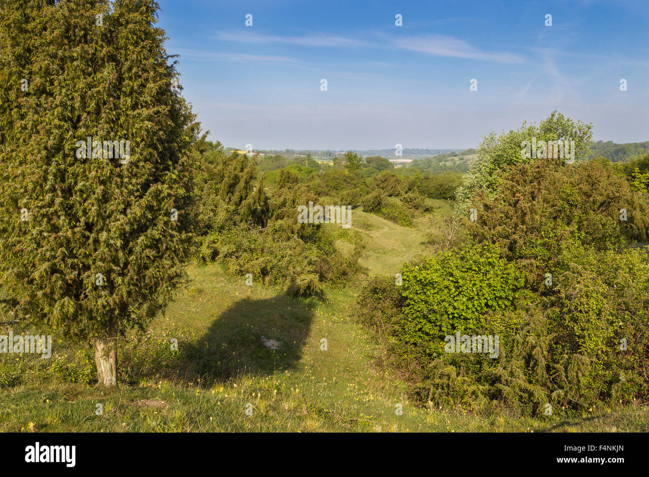 Blick auf Noar Hill Nature Reserve und hügelig, Gewinnung, Noar HIll, Hampshire, UK im Mai 2011-Landschaft. Stockfoto