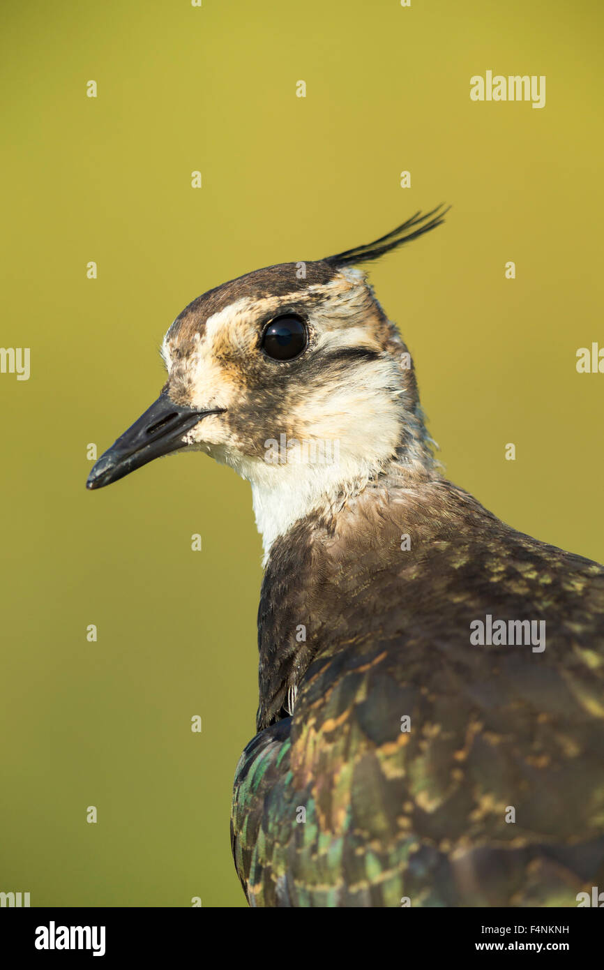 Nördlichen Kiebitz Vanellus Vanellus, Jugendkriminalität, Kopf gedreht, Tiszaalpár, Ungarn im Juli. Stockfoto