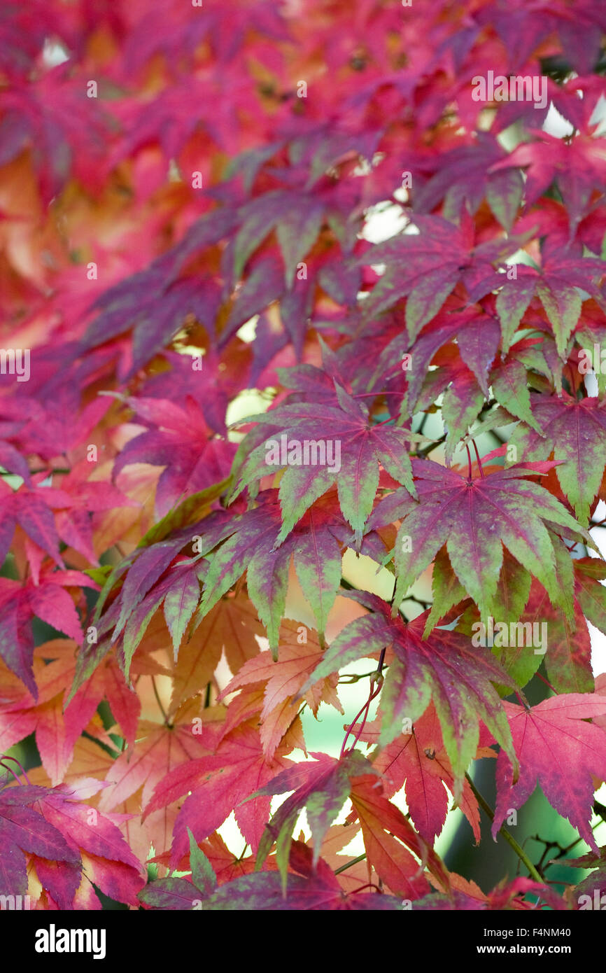 Acer. Herbstfärbung. Stockfoto