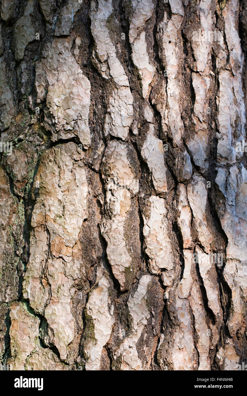 Pinus Sylvestris Baumrinde. Stockfoto