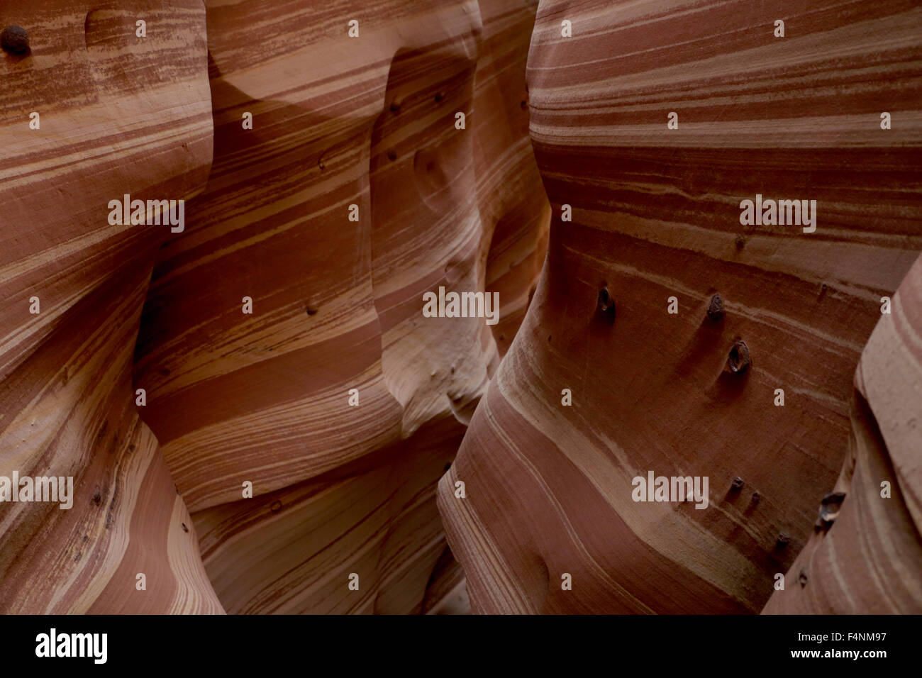 Zebra Slot Canyon Grand Staircase Escalante Nationalmonument Stockfoto