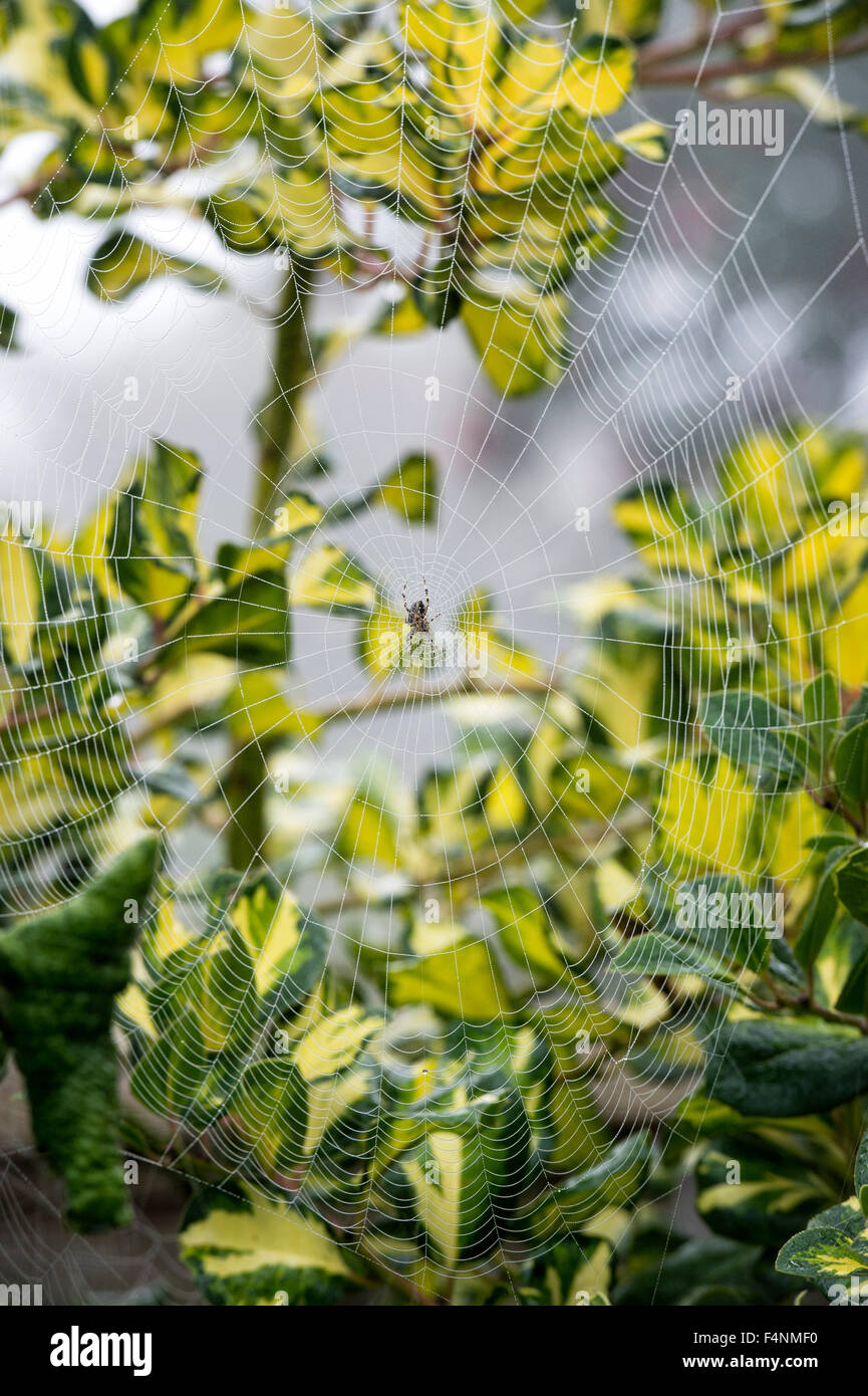 Araneus Diadematus. Gemeinsamen Orb Weaver Spider auf einer Webseite in eine Stechpalme Bush im Herbst Stockfoto