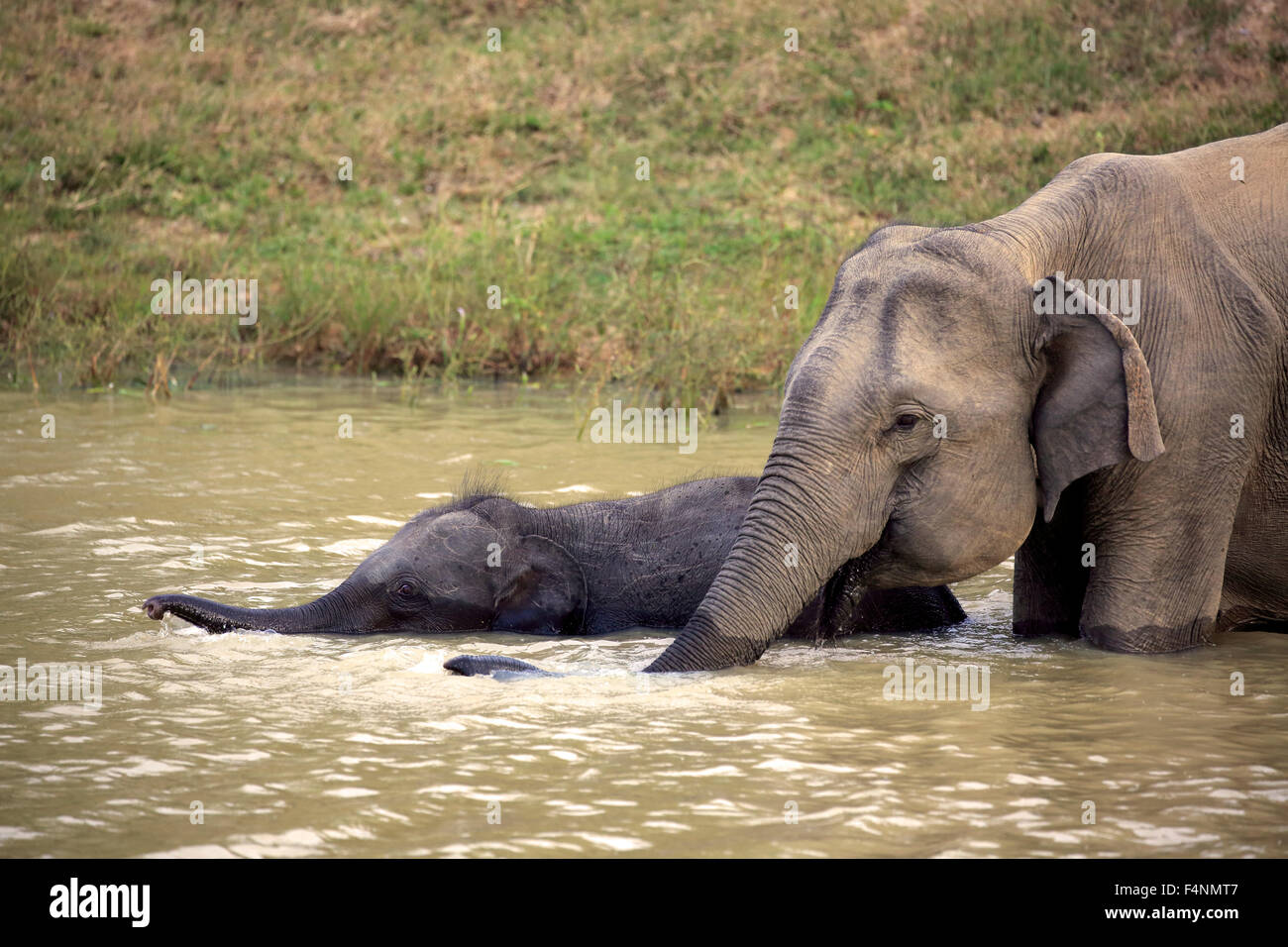 Sri Lanka Elefant (Elephas Maximus Maximus), Mutter mit Kalb in Wasser, trinken, Yala-Nationalpark, Sri Lanka Stockfoto