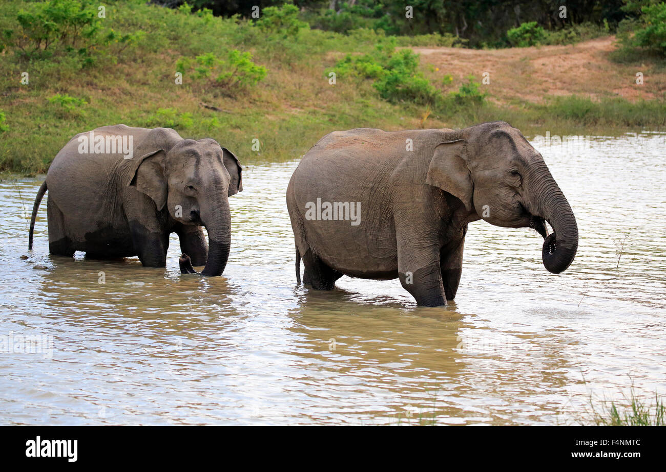Sri Lanka Elefant (Elephas Maximus Maximus), zwei Weibchen Wasser, Yala-Nationalpark, Sri Lanka zu überqueren Stockfoto