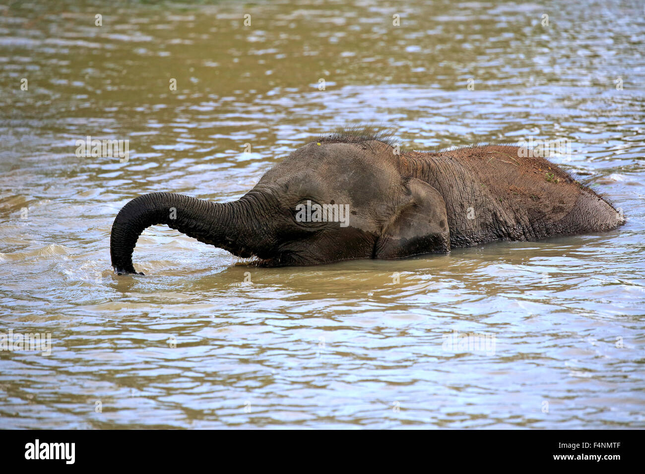 Sri Lanka Elefant (Elephas Maximus Maximus), Kalb Kreuzung Wasser mit erhöhten Stamm, Yala-Nationalpark, Sri Lanka Stockfoto