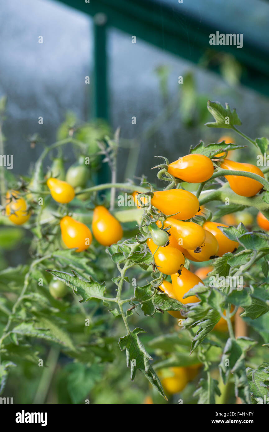 Tomate gelbe Birne Reifung am Rebstock in einem Gewächshaus, selektiven Fokus Stockfoto