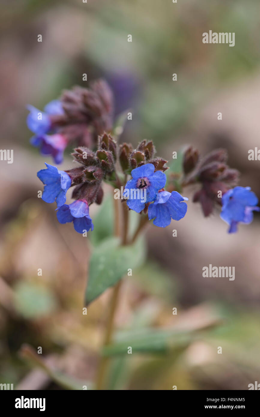 Pulmonaria Longifolia, Narrow-leaved Lungenkraut, wachsen auf offenen Waldland, Surrey, UK. Mai. Stockfoto