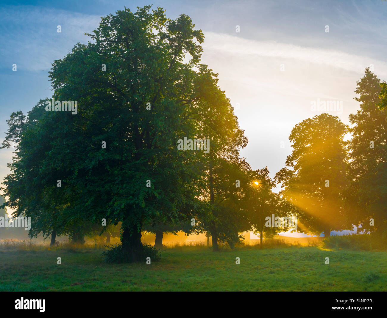 Linde in der Morgendämmerung, Kensington Gardens Stockfoto