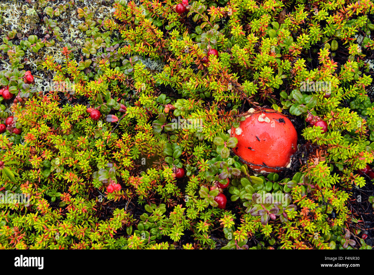 Barrenlands Tundra Werk Gemeinschaft-Preiselbeeren und Amanita Pilz Knopf, Arktis Haven Lodge am Ennadai Lake, Nunavut, Kanada Stockfoto
