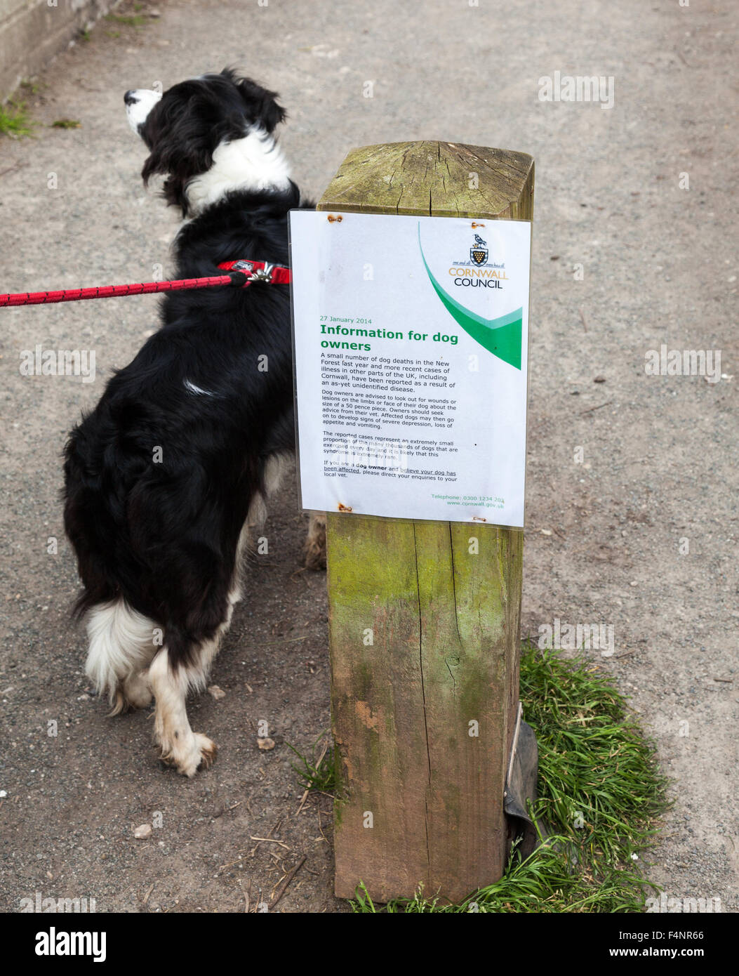 Ein Zeichen Beratung Hundebesitzer hüten, einer Krankheit in der Grafschaft Cornwall England UK Stockfoto