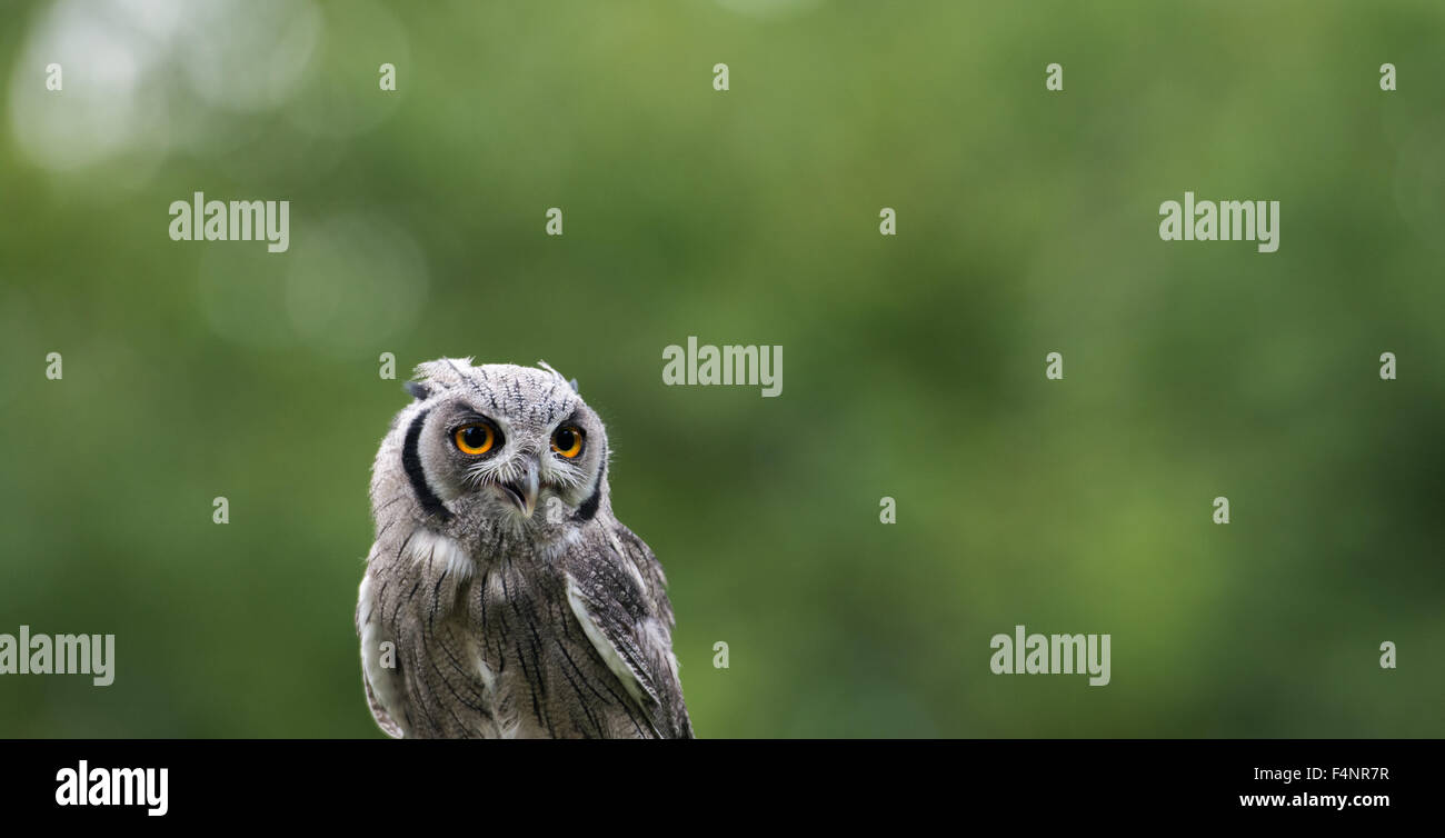 Northern weiße gegenübergestellte Eule (Otus Leucotis) mit orangefarbenen Augen Stockfoto