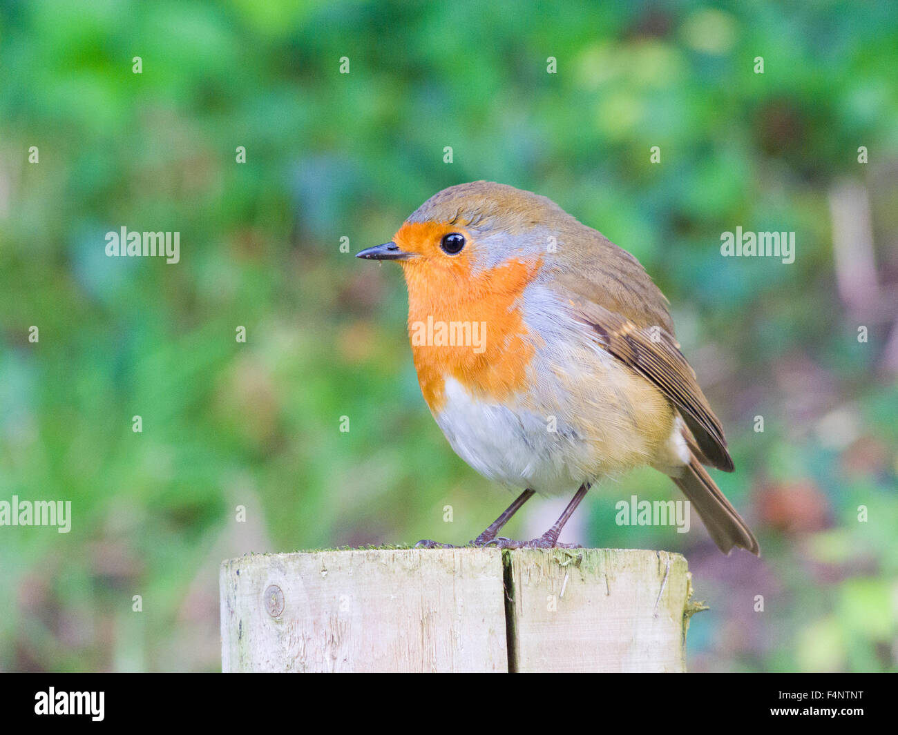 Robin (Erithacus Rubecula) Perched auf einem Pfosten, UK Stockfoto