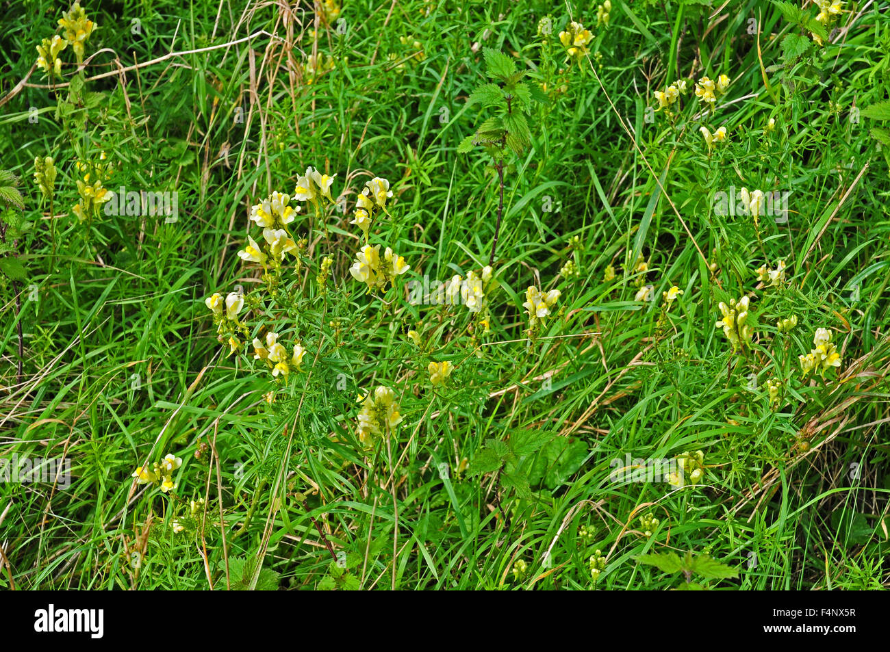 Leinkraut in kalkhaltigen Böden wachsen. Stockfoto