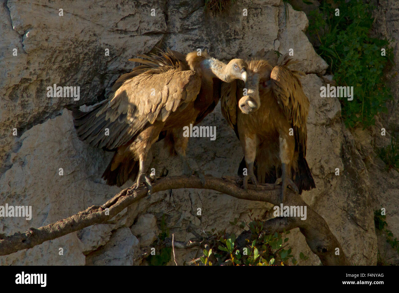 Ein paar Erwachsene Gesicht eurasischen Gänsegeier sitzen dicht beieinander auf einem horizontalen Ast wächst aus dem Fels über dem nest Stockfoto