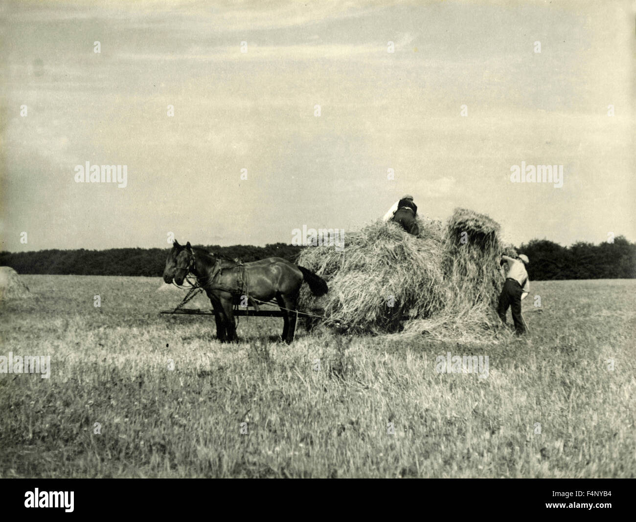 Zwei Bauern laden das Heu auf einem Wagen von Pferden gezogen Stockfoto