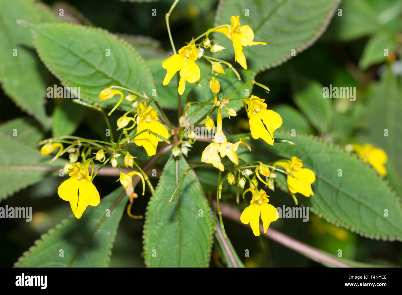 Gelbe Balsam Blumen des Himalaya jährlich, Impatiens racemosa Stockfoto