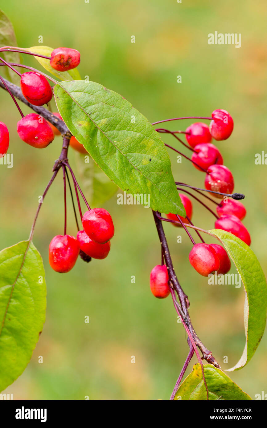 Herbstliche Früchte des ornamentalen Holzapfels Malus "Indian Magic" Stockfoto