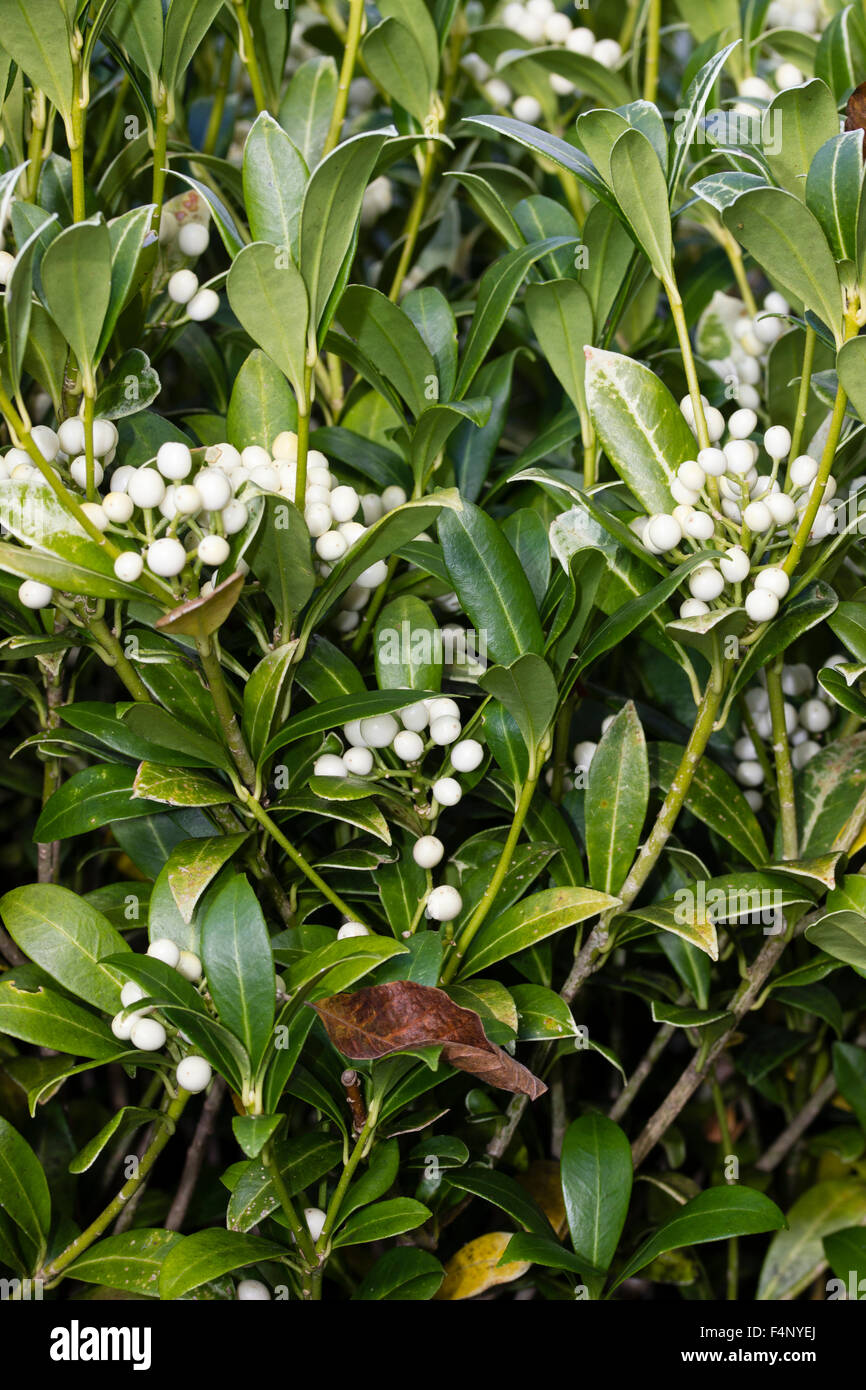 Herbst und Winter Beeren der weiblichen immergrüner Strauch, Skimmia Japonica 'Wakehurst White' weiß Stockfoto