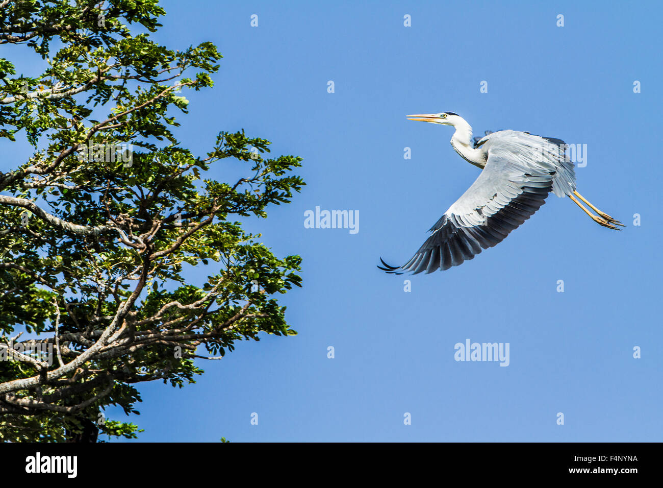 Fliegende Graureiher isoliert Ardea Cinerea in blauer Himmel Specie Spezies Stockfoto