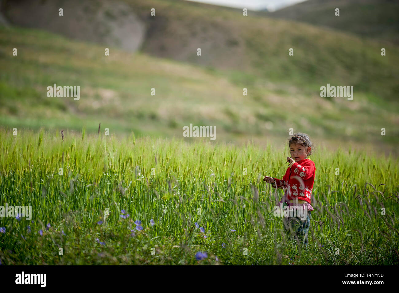 Kleines Mädchen ist das Spiel im Gerstenfeld Stockfoto