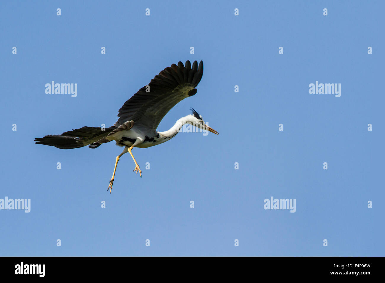 Fliegende Graureiher isoliert Ardea Cinerea in blauer Himmel Specie Spezies Stockfoto