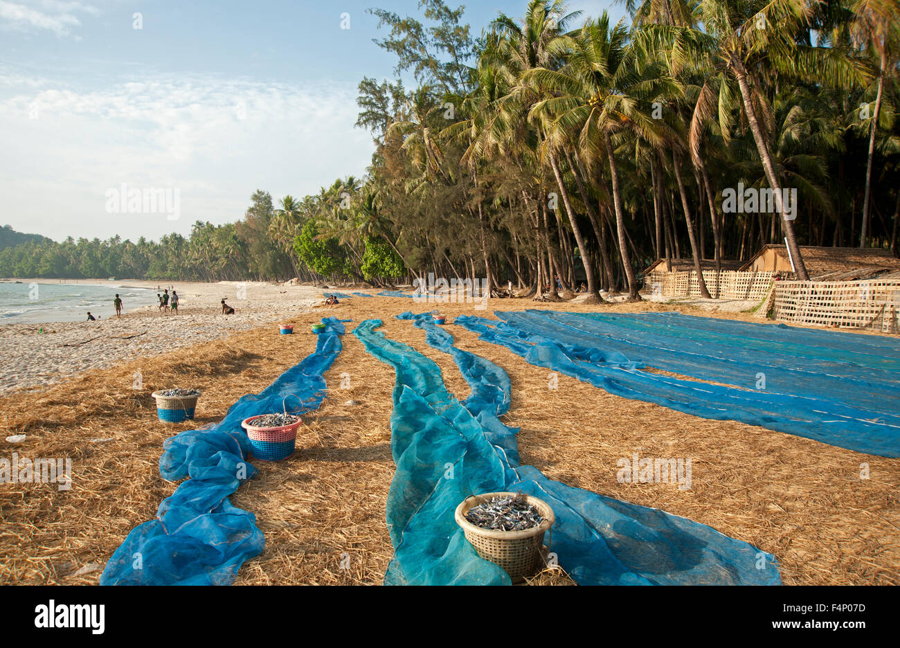 Frauen Trocknen kleine Fische auf die blaue Netze am sandigen Strand von Ngapali Myanmar Burma Stockfoto