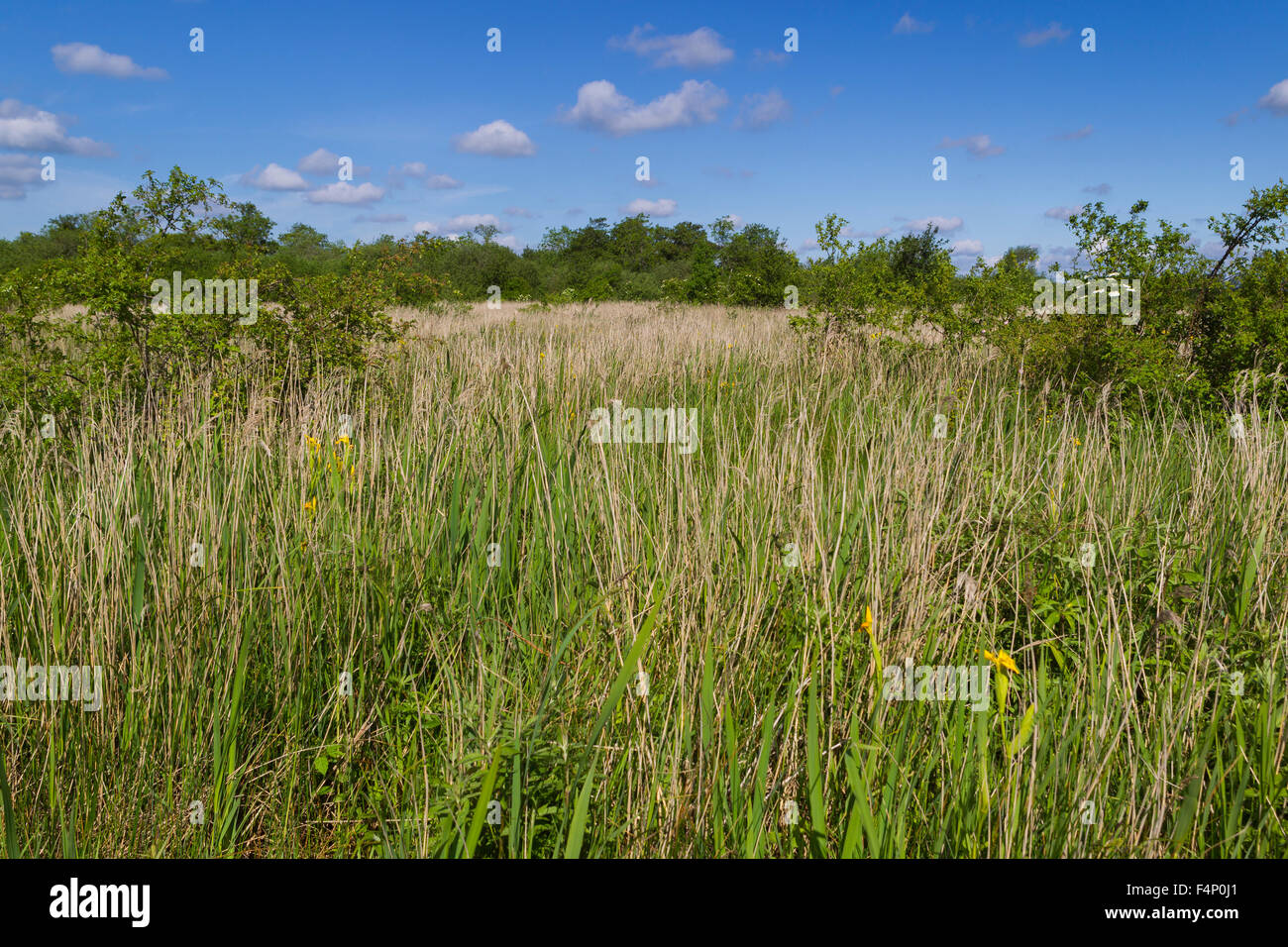 Blick auf Schilfbeetes Lebensraum auf den Norfolk Broads, Wheatfen, Norfolk, Großbritannien im Juni 2012-Landschaft. Stockfoto